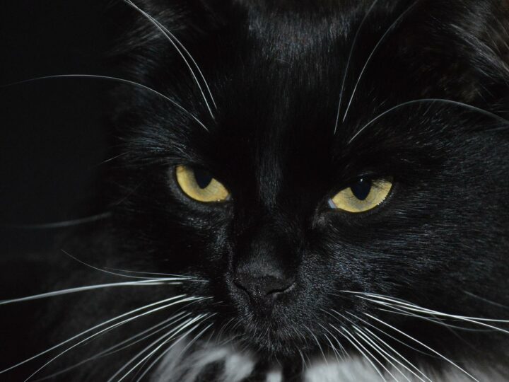 Czarny kot czy przechodzenie pod drabiną – co jeszcze skutkować może nieszczęściem?