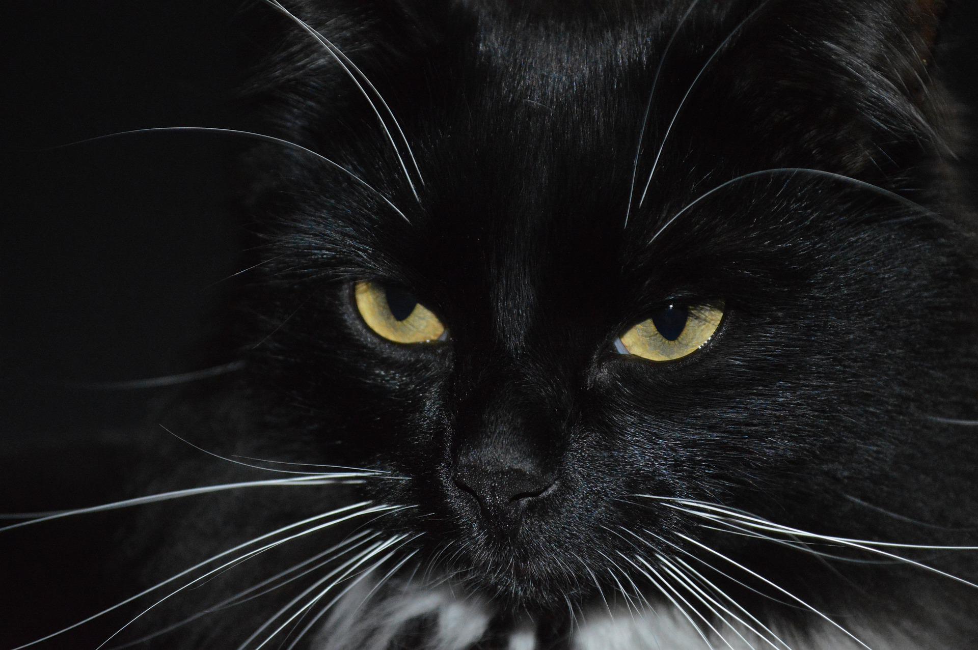 Czarny kot czy przechodzenie pod drabiną – co jeszcze skutkować może nieszczęściem?